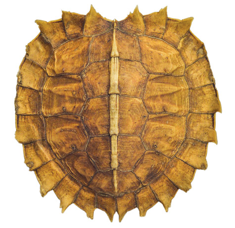 Spiny turtle shell