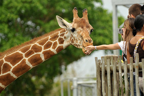Feeding the Giraffe