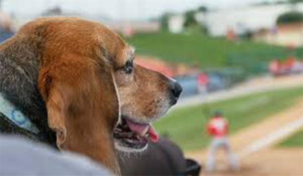 dogs at baseball