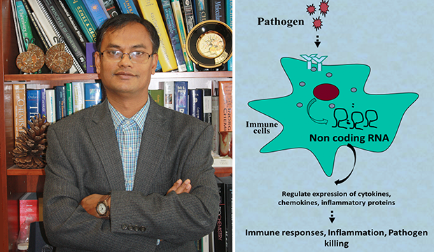 immune response pathway
