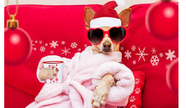 Chihuahau in pink robe, wearing a Santa hat and holding a cup of hot chocolate.