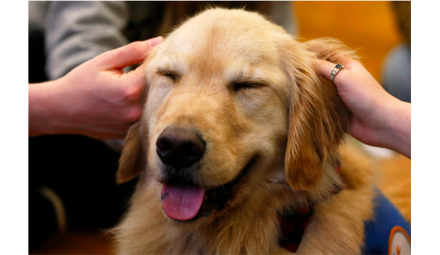 Golden Retriever being petted