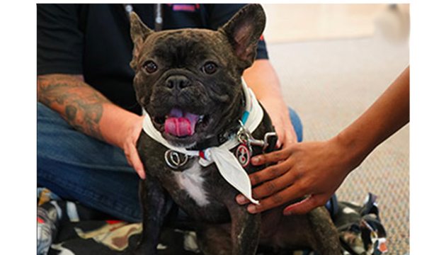 Therapy dog pug