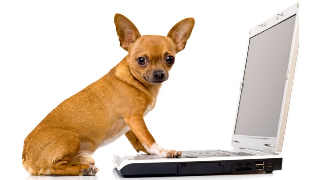 Chihauhau at computer