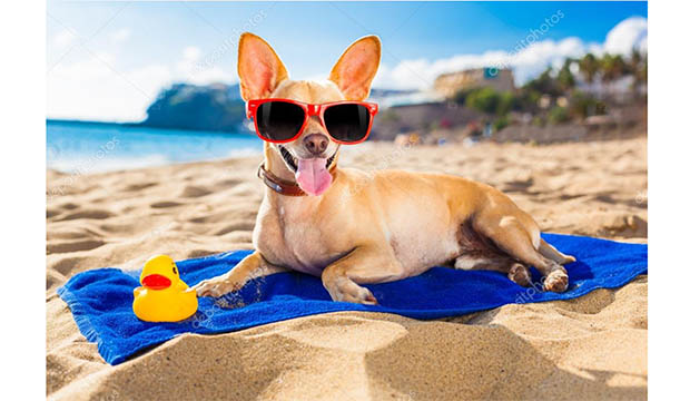Tan chihuahua wearing red rimmed sunglasses lays on blue beach towel on beach.