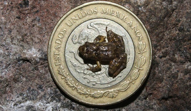 Newly discovered tiny frog species on top of a Mexican penny.