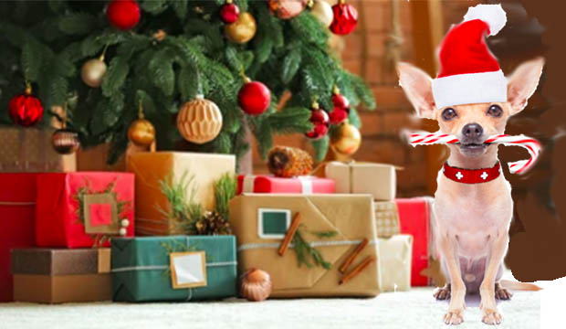Santa chihuahua holds a peppermint stick in his mouth and sits in front of a Christmas tree with presents.