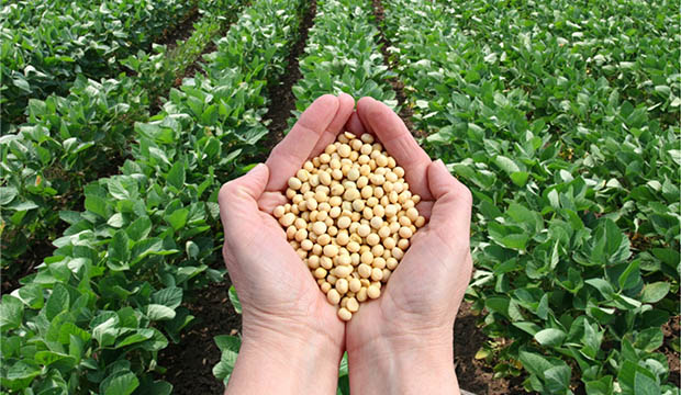 Soybeans in farmer's hands with field in background.