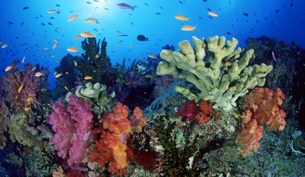colorful coral in ocean