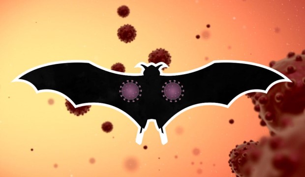 Bat with COVID-19 virus around it.