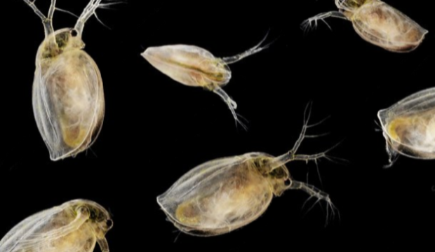 water flea