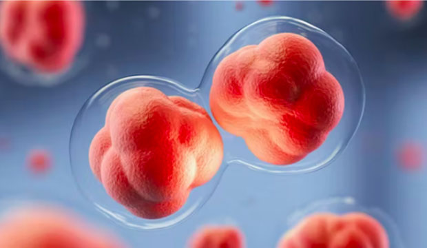 two cells in process of dividing