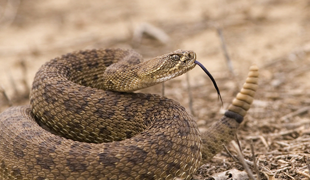 Rattlesnake