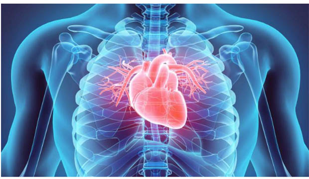 transparent human with heart shown in red.