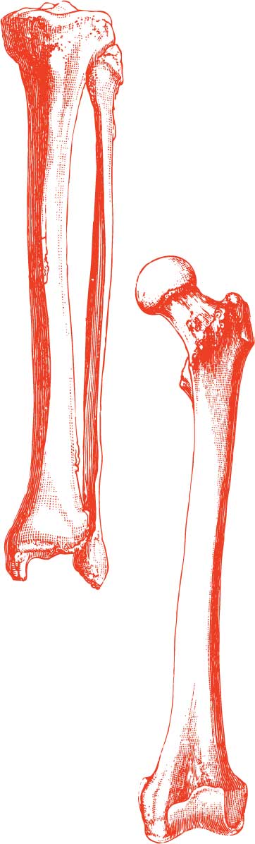 bones illustration