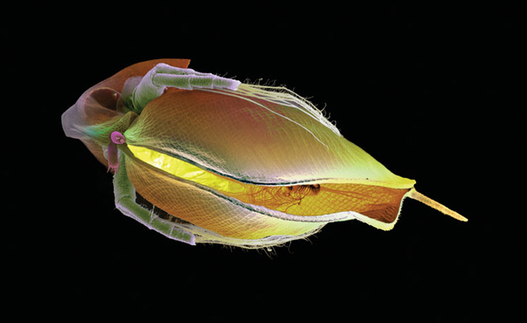 close-up photo of a flea