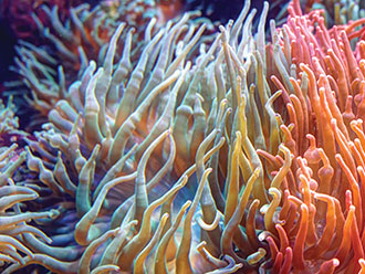 Disease susceptibility in coral