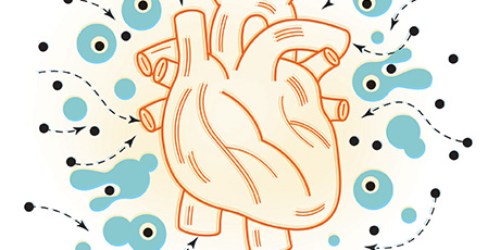 Heart Hypothesis