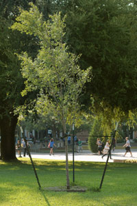 trees donated by TXU Energy