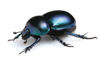 a beetle