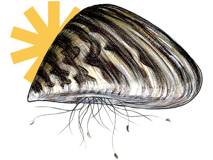 Zebra Mussel