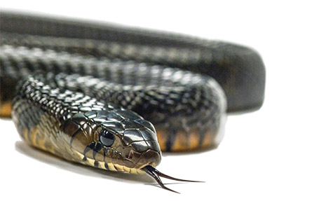 Texas indigo snake