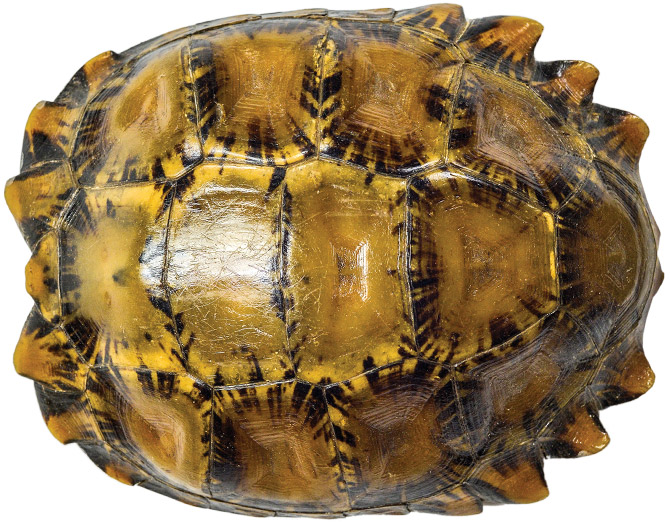 Impressed tortoise shell