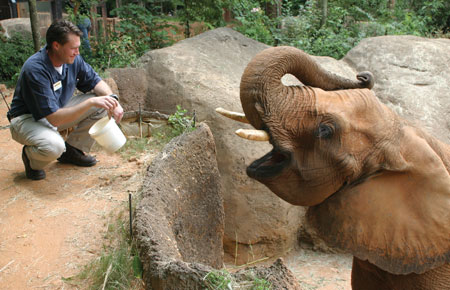 Dwight Lawson feeding an elephant