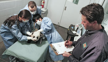 Dwight Lawson observing Panda cub